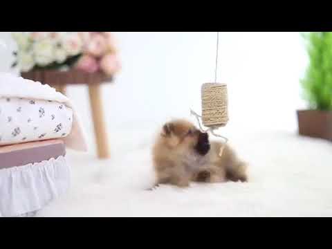 Maizey Micro Orange Sable Pom