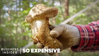 Why Matsutake Mushrooms Are So Expensive