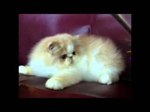 Persian Kitten for Sale