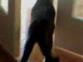 Funny Cat