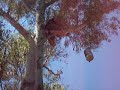 Gabri free climbing Gabri free climbing