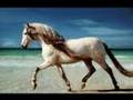 Andalusian Horses