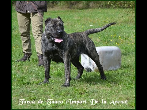 Canary Dog - One of our new imported dogs from the canary islands. Turca de Tauco, imported by Arne Pohlmeyer of De la Arena performance kennel. AVD e.V. @ Facebook: http...