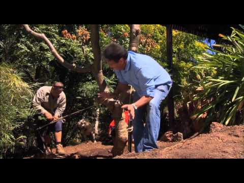 how to replant frangipani tree