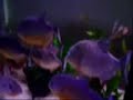 720 Gallon Piranha Feeding - MonsterFishKeepers.com