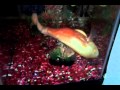 Effects of swim bladder disease in Oscar fish
