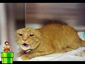 burger and fries  rofl  ronald  mcdonald  youtube poop  YTPMV  mario 