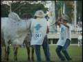 videos de EXPUZEBU 2008