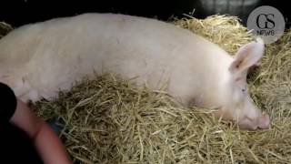 Des scientifiques créent pour la première fois des hybrides humain-cochon