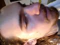 Bruder Sandale
