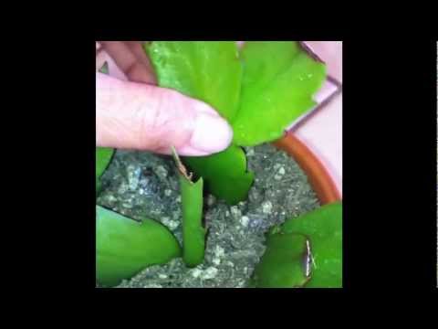 how to transplant a christmas cactus
