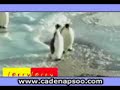 humor pinguino