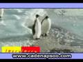 humor pinguino