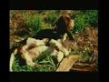 Pedigree Commerical Pedigree Commerical