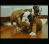 title="Pedigree