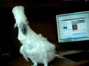 Rockatoo - Headbannging Cockatoo Rockatoo - Headbannging Cockatoo