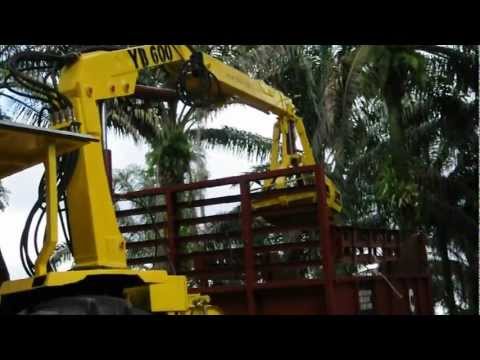 how to harvest oil palm