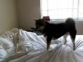 Digging Dog!