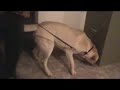 labrador adestrado para venda