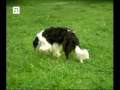 videos de Borzoi - Dober-Kopp Robin Cook