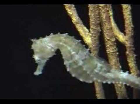 seahorse
