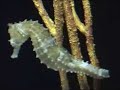 seahorse