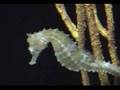 seahorse
