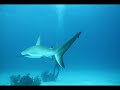 Bahamas Dive MPEG Better quality