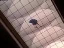 Raven Stalks Sandeep