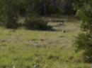 Texas Armadillo on the run