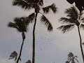 A tropical rain in Las Terrenas