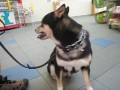 Click here to watch this video Allan Ross Dog Training