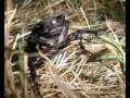 INSECTOPIA
