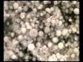 Snow in Sydney - A Weather Report by Jarrah White PART 3