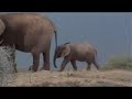 The Elephants Of Addo