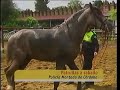 Reportaje televisivo sobre curso de equitacion de la seccion Montada de la Policia Local de Cordoba.