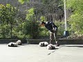 Baby Panda Lumps