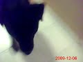 Rouger the rott