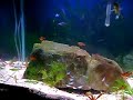 My Aquarium 30 gallon freshwater planted My Aquarium 30 gallon freshwater planted