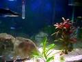 My Aquarium 30 gallon freshwater planted