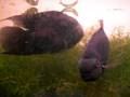 videos de Severum Green South American Fish