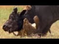 Wild lions swim in a hunt for Buffalo - Wild Africa - BBC