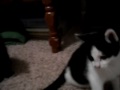 I want to eat your hand.... we're kittens, what do you want from us?