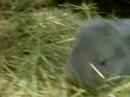 Young French Lops Young French Lops