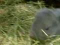 Young French Lops