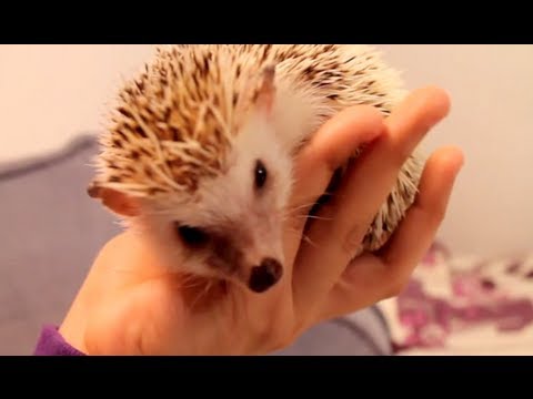 hedgehog - In this video I share with you all the things I can think of that can help your african pygmy hedgehog become more comfortable with you and it's environment....