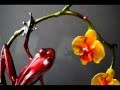 Orchid by Tim Cotterill, Frogman