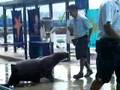 Sea Lions Dancing Cha Cha