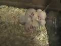cute little gerbils