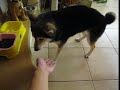 Shiba Inu Life Video Shiba Inu Life Video